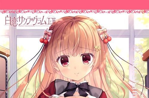 白恋サクラ グラム