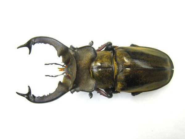 ミヤマクワガタ標本