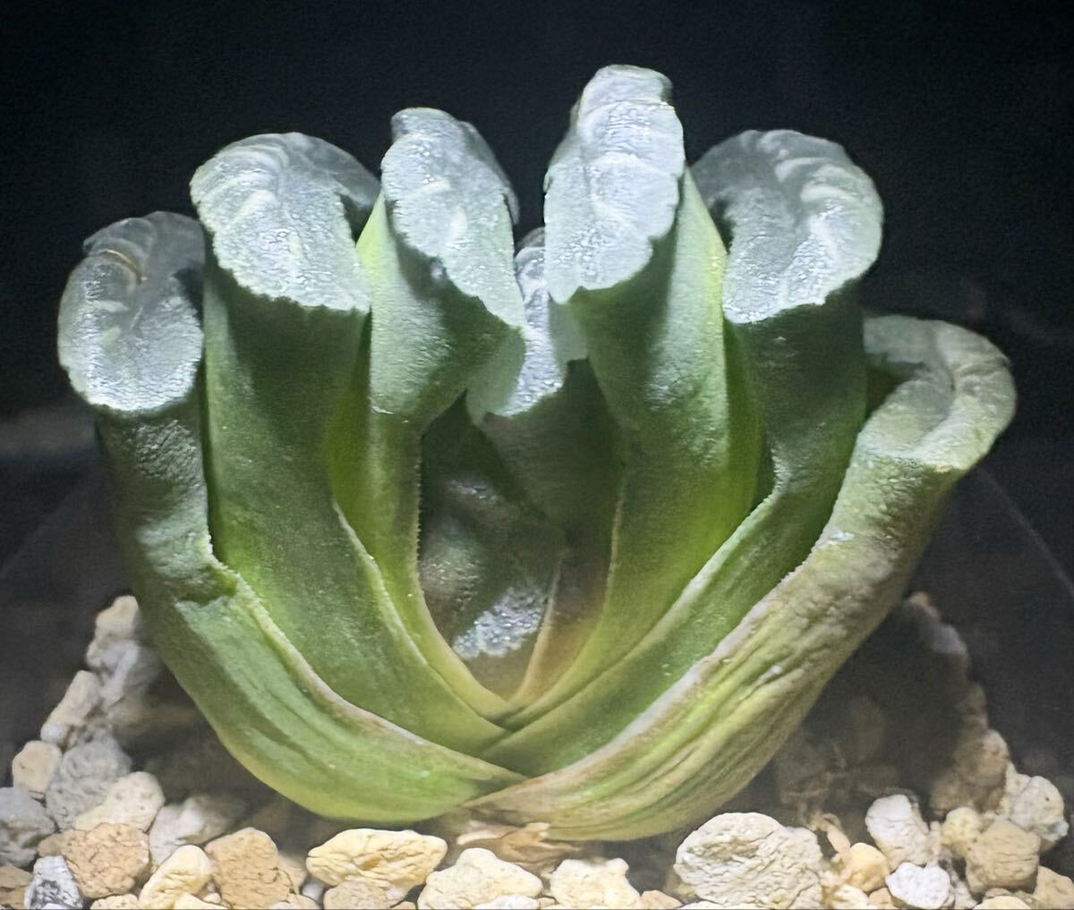 多肉植物ハオルチア玉扇