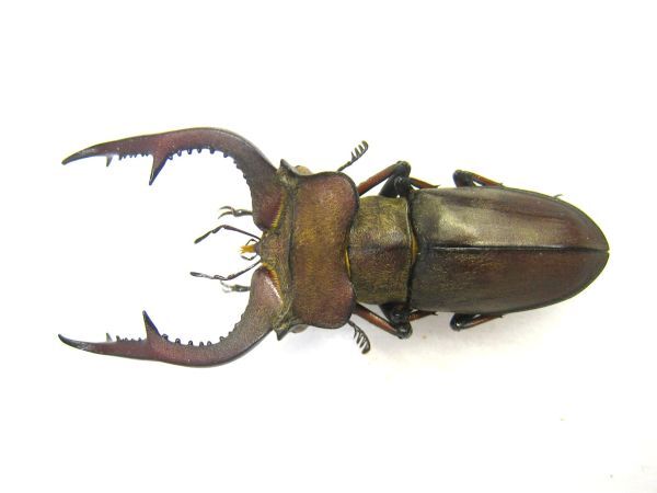 ミヤマクワガタ標本