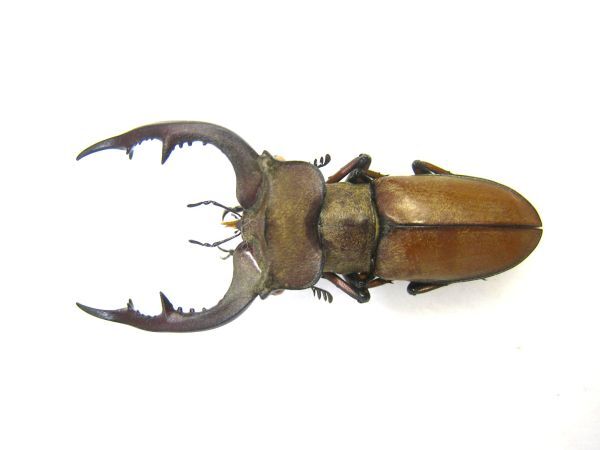 ミヤマクワガタ 標本