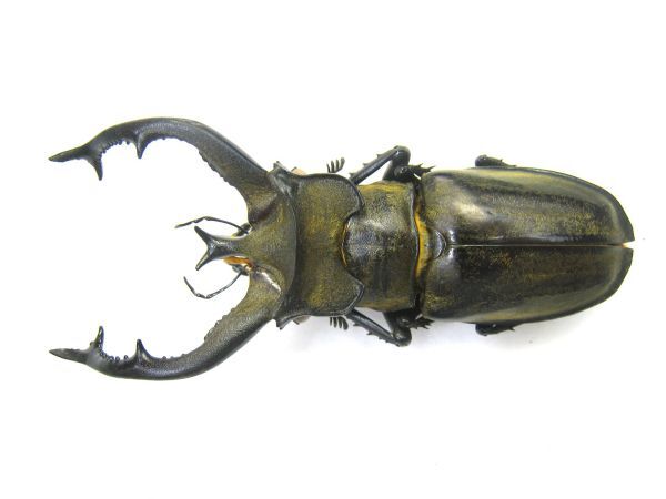 ミヤマクワガタ標本