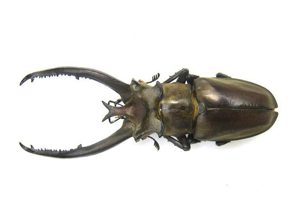 ミヤマクワガタ 標本