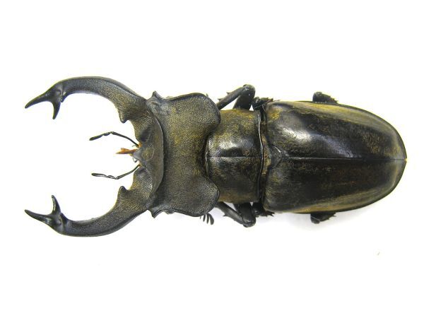 Maruchīzu　中国産　ボイレアウミヤマクワガタ　標本 ミヤマクワガタ標本