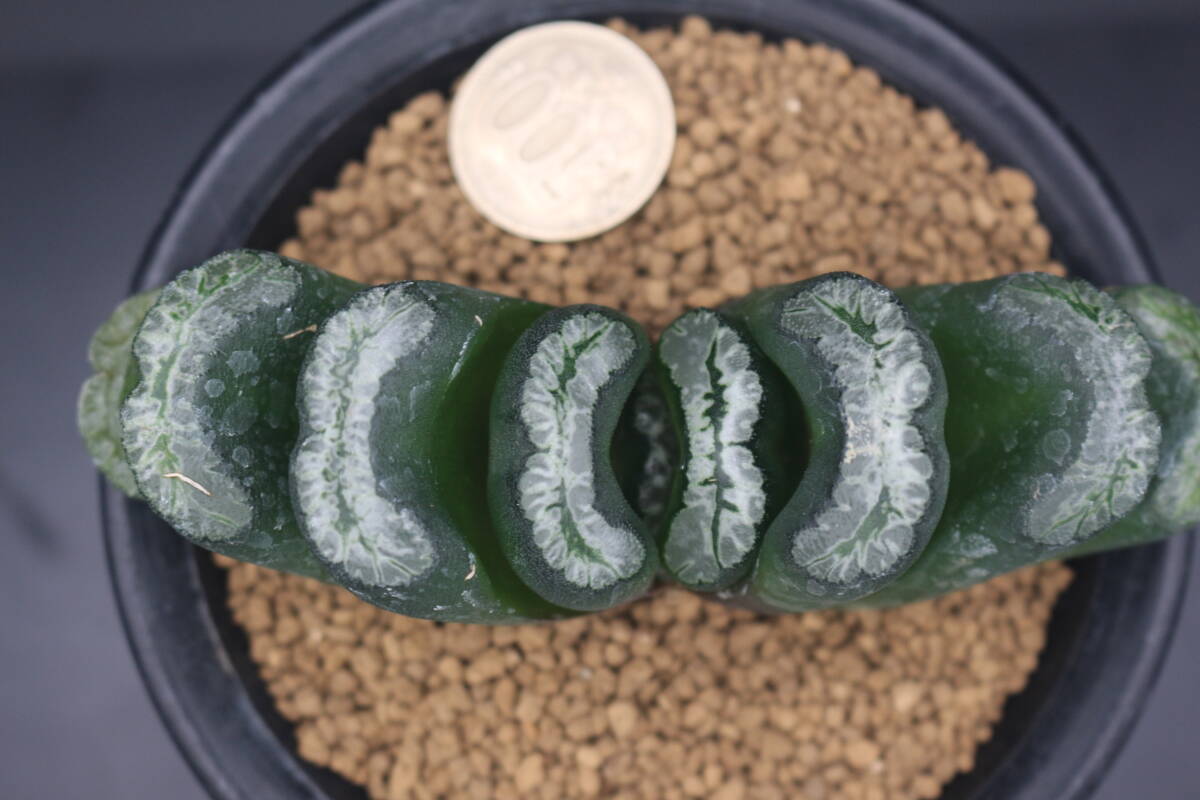 多肉植物ハオルチア玉扇