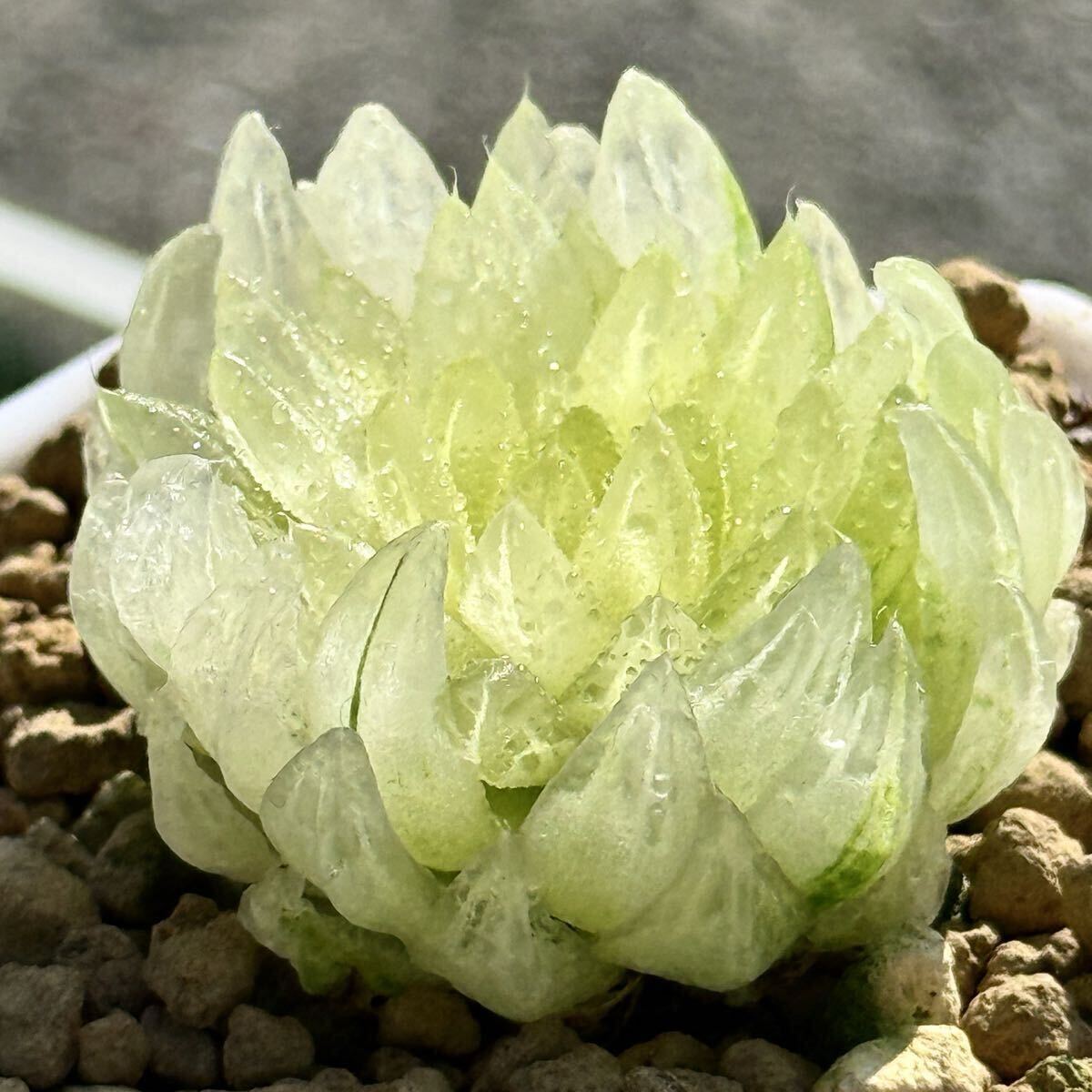 多肉植物ハオルチア玉扇