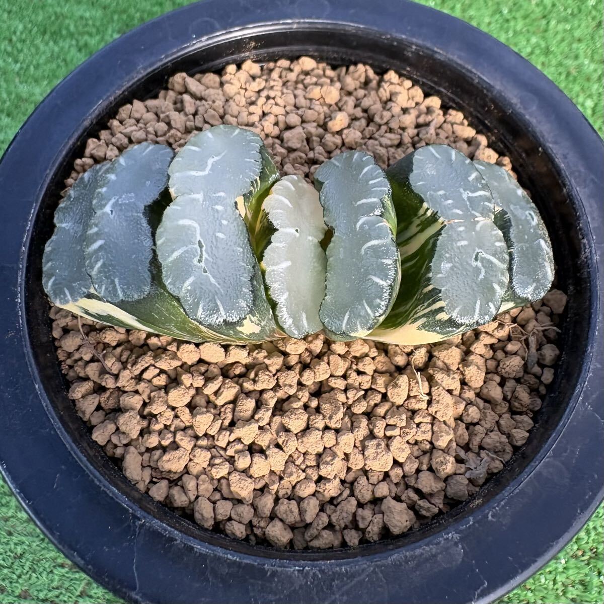 多肉植物ハオルチア玉扇