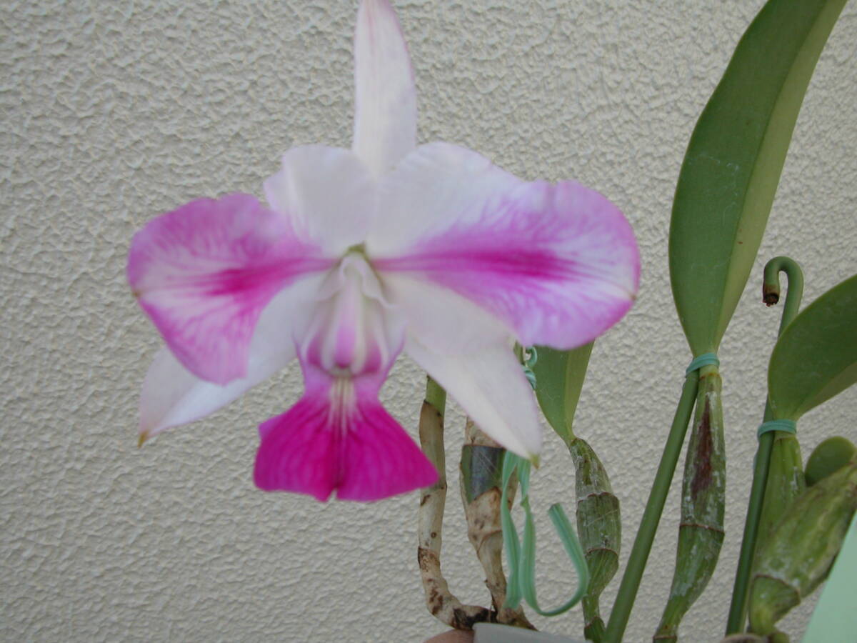 洋蘭 原種 カトレア C. walkeriana flamea 'Tokutsu-s' GM/JOGA 洋蘭 原種 カトレア C. walkeriana flamea 'Tokutsu-s' GM/JOGA