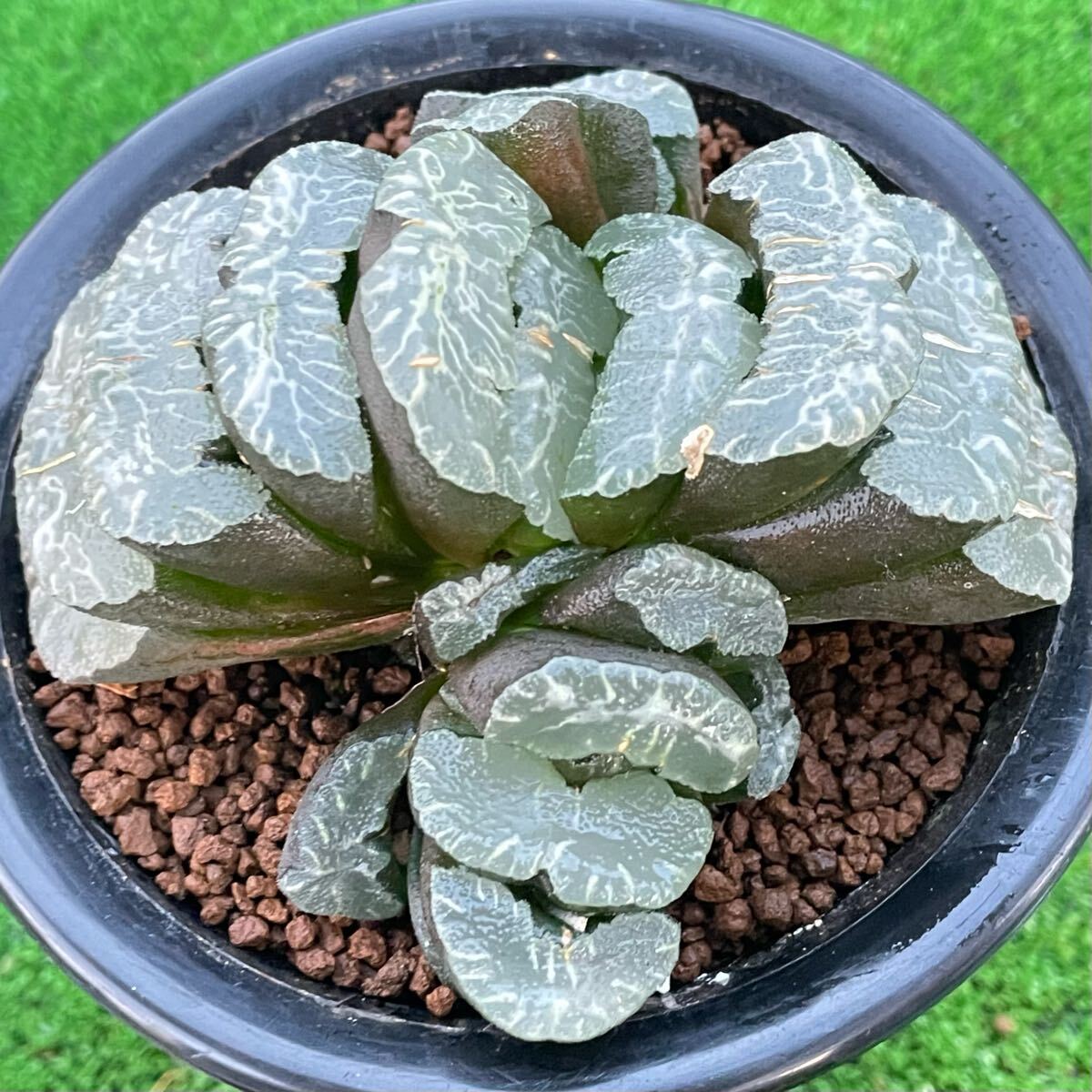 27.玉扇実生　多肉植物　李氏実生　『臥龍x守氷』 多肉植物 ハオルチア 玉扇 夏雲河×極翠守氷 幅広Mタイプ窓 台湾李氏