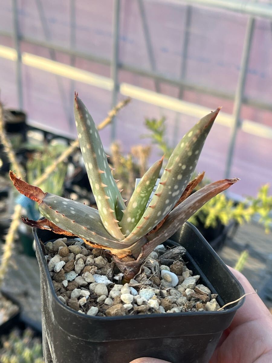 アロエ 多肉植物 アロエ 多肉植物