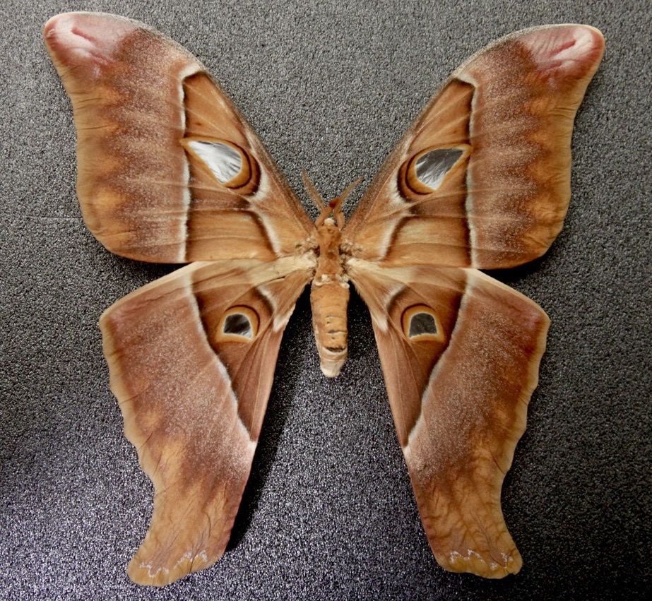 セクロピアサン 最高 モス蛾ガモルフォ蝶蛇トンボゼミセミ蝉蜻蛉標本