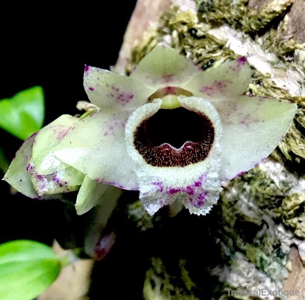 期間限定特価‼️ ［洋蘭原種］Den. sp. (Blue papua) 洋蘭原種 () 超希少種 幻の青いデンドロビューム まだ小さい株です