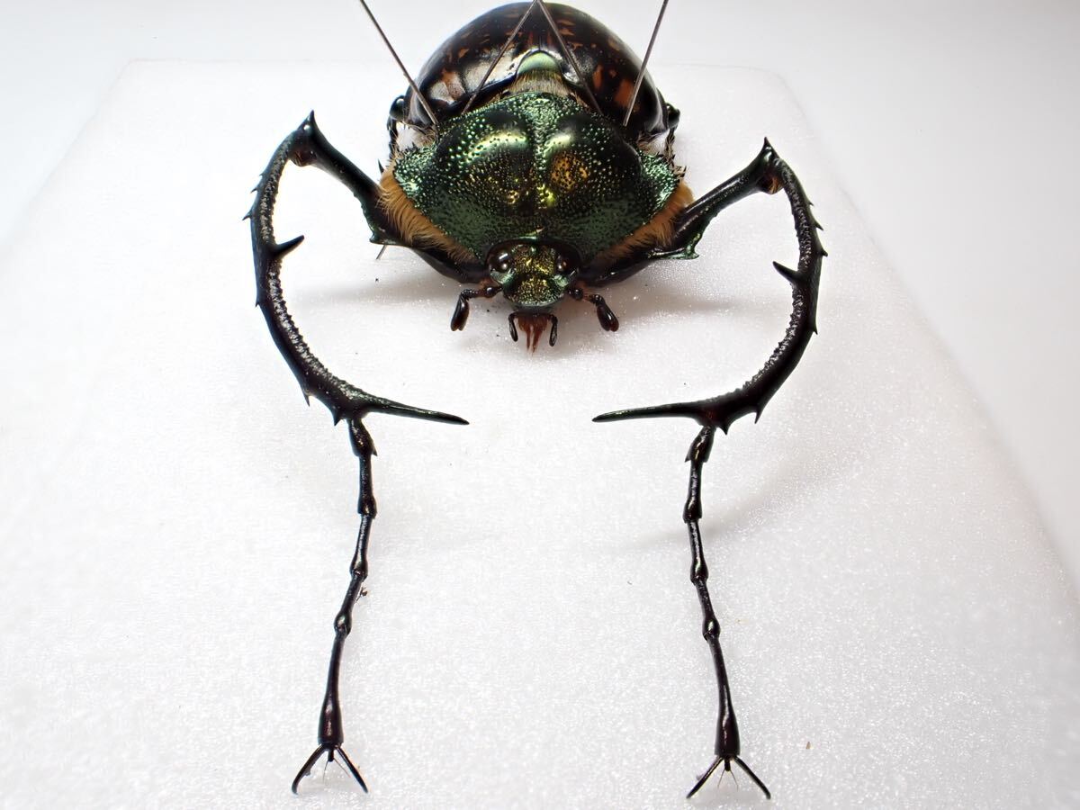 ヤンソニーテナガコガネ ♂71.6㎜♀62.4㎜ ベトナム 標本 ヤンソニーテナガコガネ ♂71.6㎜♀62.4㎜ ベトナム 標本 - メルカリ