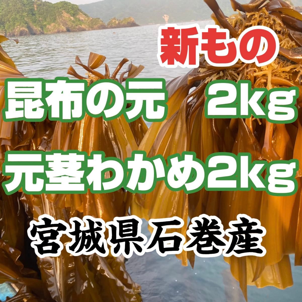 昆布の元 宮城県石巻産 新物 | Shop at JDirectItems Fleamarket from