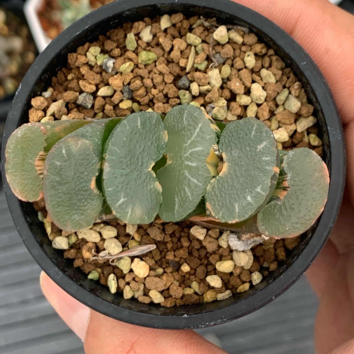 多肉植物　ハオルチア　玉扇　ストロング