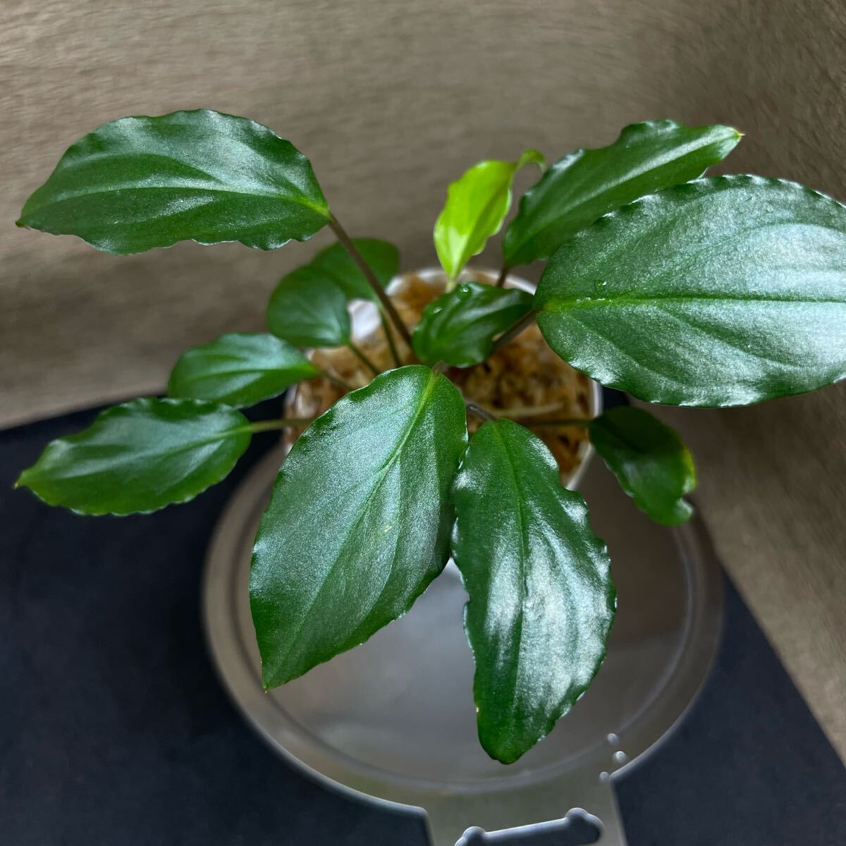 熱帯植物　AZ便正規タグ付　ホマロメナsp.\"サンシャイン\"　2 Yahoo!オークション - AZ便 ホマロメナsp サンシャインBNN