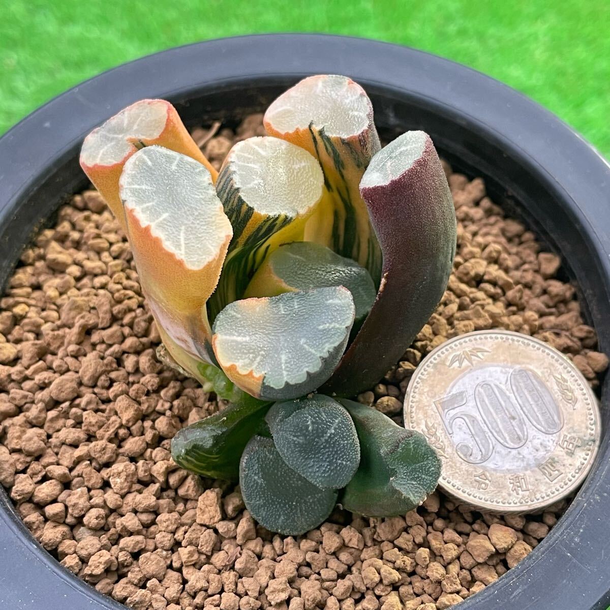 ≧∇≦）多肉植物 ハオルチア 万象錦 9