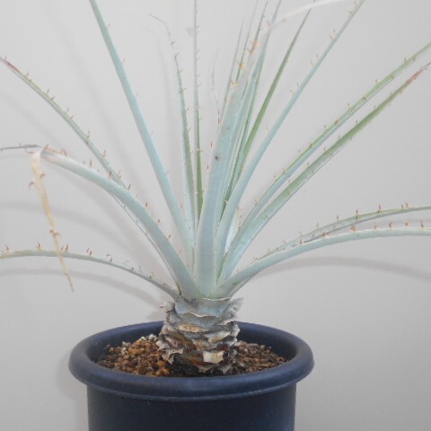 現品】【超希少品種】プヤ・ベルテロニアナ(Puya berteroniana) 7号 u-33