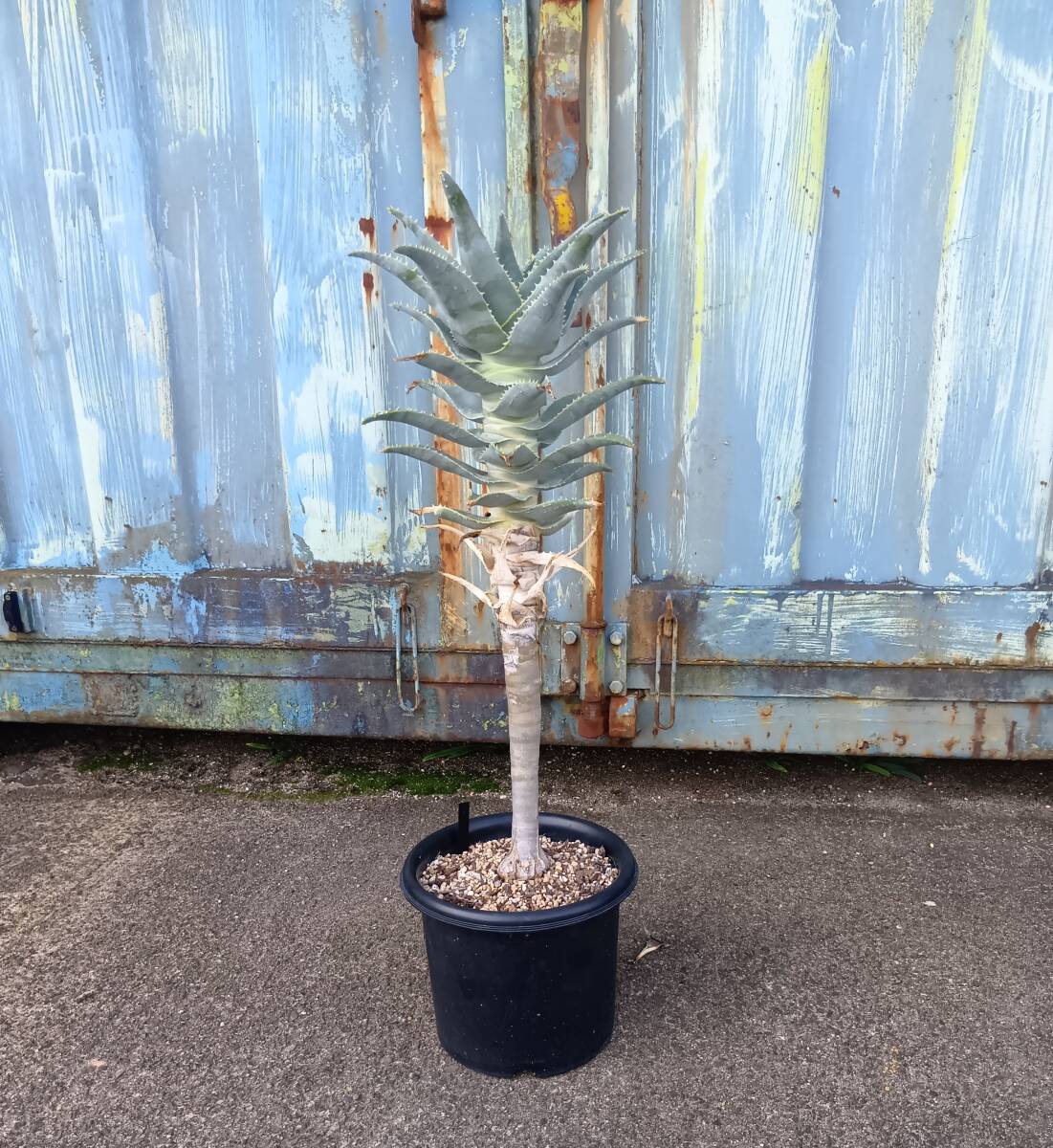 ハオルチア・アロエ TCT Aloe hyb Glorious dragon & Blue Gray TCT Aloe hyb Glorious dragon & Blue Gray | ハオルチア・アロエ