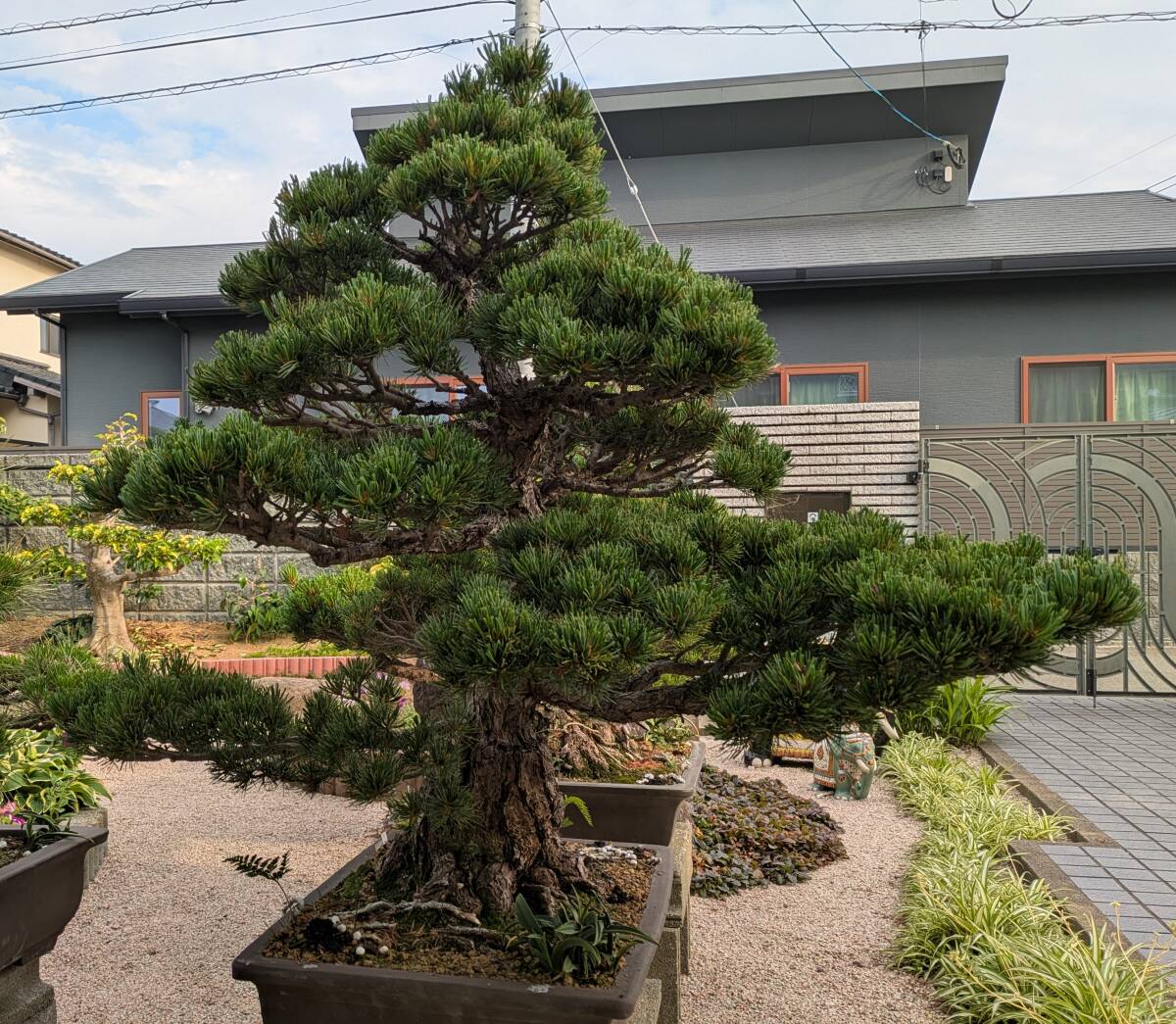 希少時代手作り松皮大きい盆栽鉢木肌作り植木鉢大寄せ植え鉢30cmゴツゴツ南蛮鉢 希少時代手作り松皮大きい盆栽鉢木肌作り植木鉢大寄せ植え鉢30cm