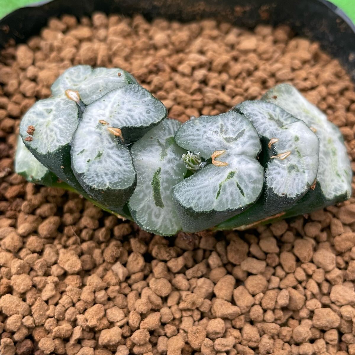 8A ハオルチア 多肉植物 浮藻玉扇錦糊斑 自家繁殖 8A ハオルチア 多肉植物