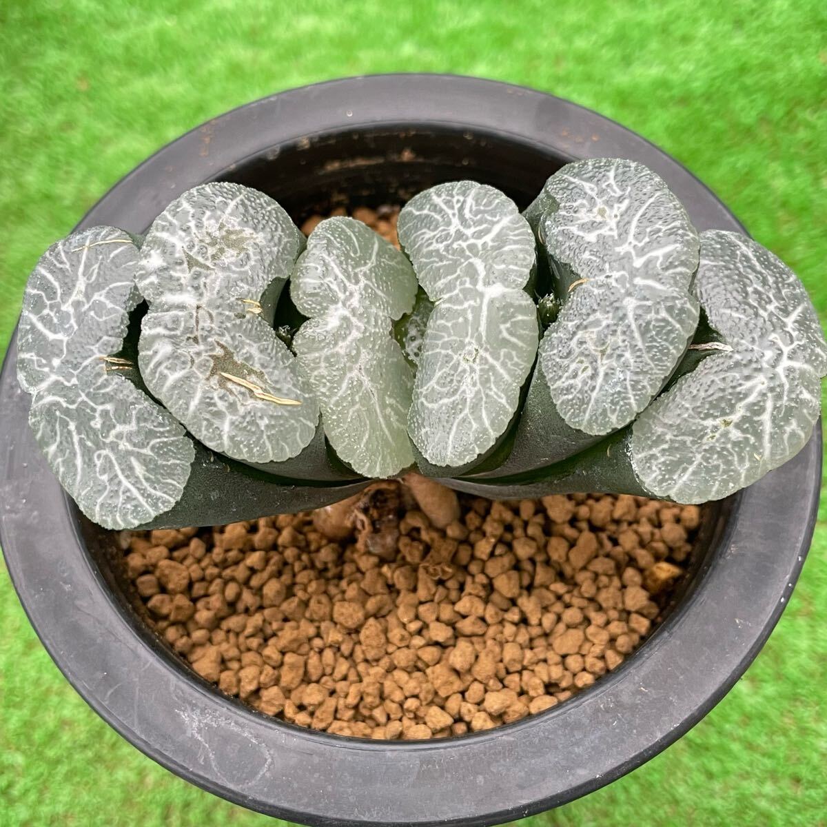 玉扇 ブルーレンズ ★多肉植物　ハオルチア 玉扇 ブルーレンズ ☆多肉植物 ハオルチア