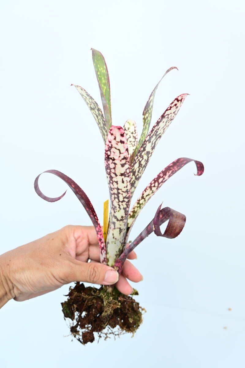 る*た様 Billbergia 3株セット Z－262 金華本体（B） | 製品詳細 | シーピー化成株式会社