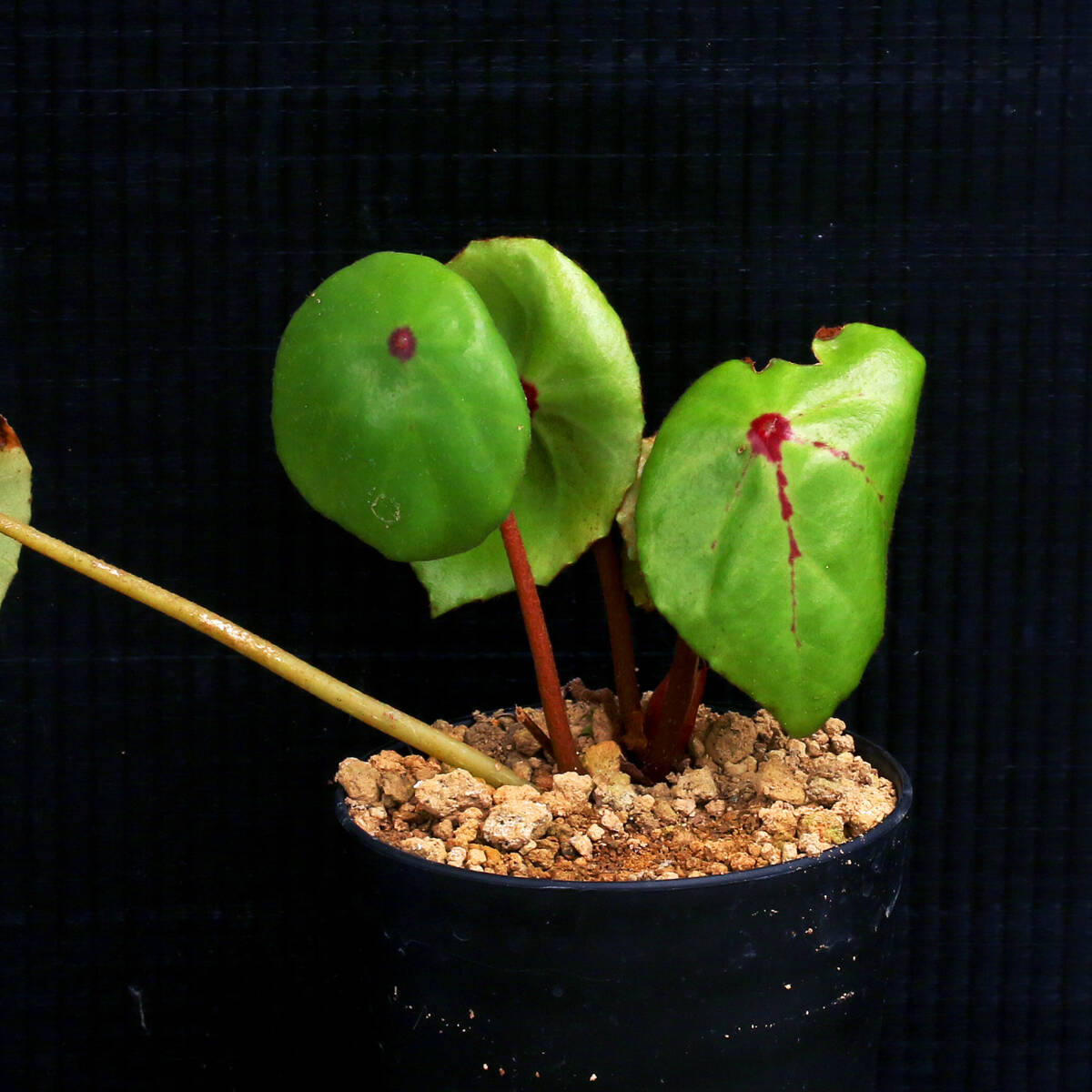 green bottle❣️Begonia ベゴニアおまとめ green bottle様専用❣️Begonia ベゴニアおまとめ - メルカリ