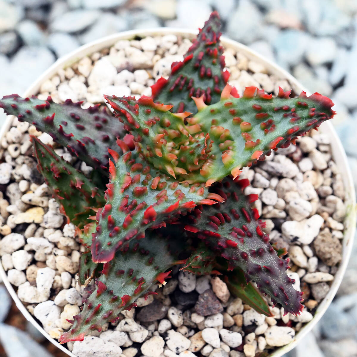 10株同捆アロエ ピランシー Aloe pillansii 実生苗 /多肉植物
