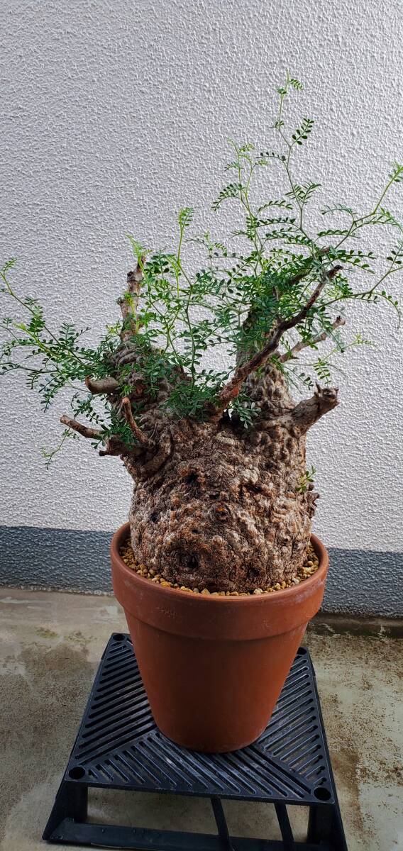 Bursera microphylla ブルセラ ミクロフィラ 灌木 検索