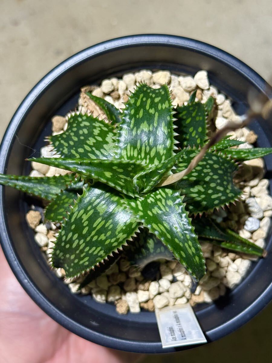 特選1 アロエ アンカラネンシス（実生苗） 特選1 アロエ アンカラネンシス（実生苗）