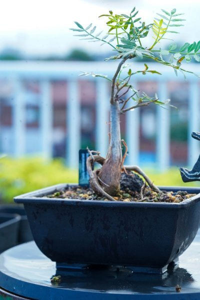 2025年最新】ブルセラミクロフィラの人気アイテム - メルカリ 終値