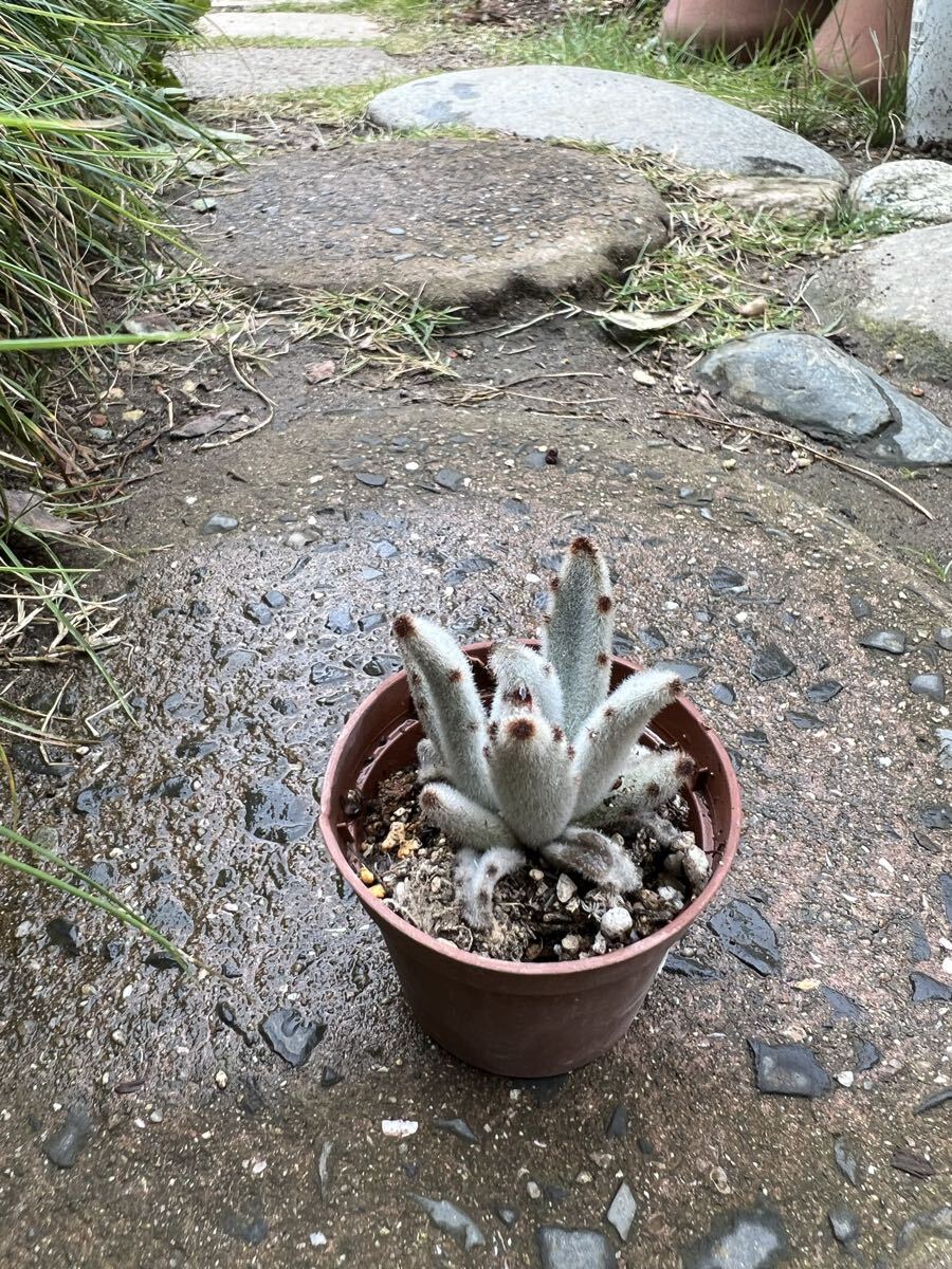 多肉植物カランコエ