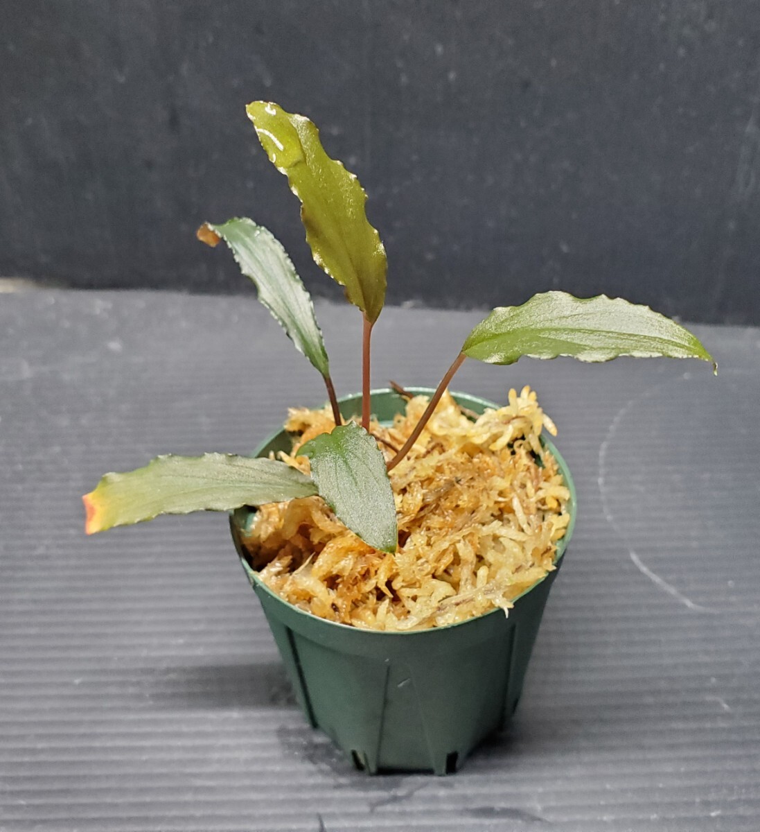 正規タグ付き Homalomena cf. humilis 2株あり 熱帯植物 KZT正規タグ付