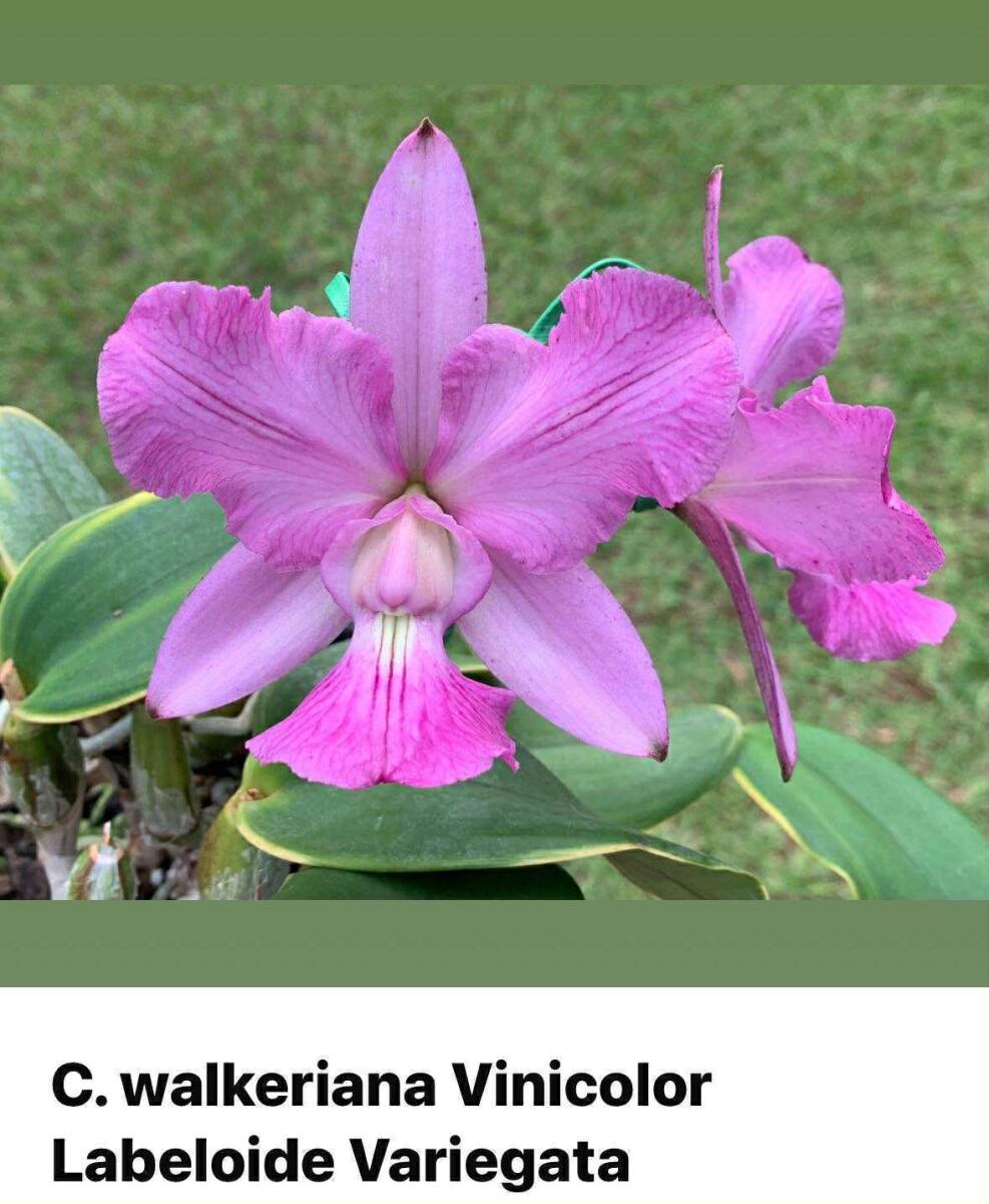 洋蘭 原種 vinicolor(ラン)｜売買されたオークション情報