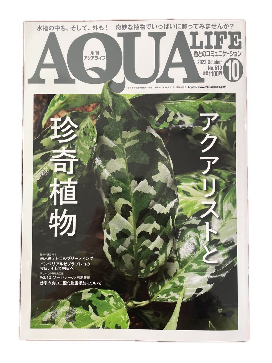 觀賞魚