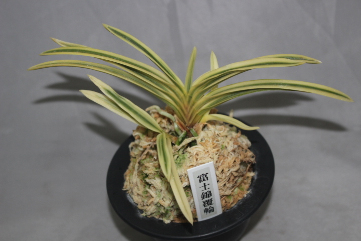 富貴蘭　薩摩　2本立ち　品種保証 富貴蘭 薩摩 2本立ち 品種保証 富貴蘭 薩摩 2本立ち 品種保証 富貴蘭