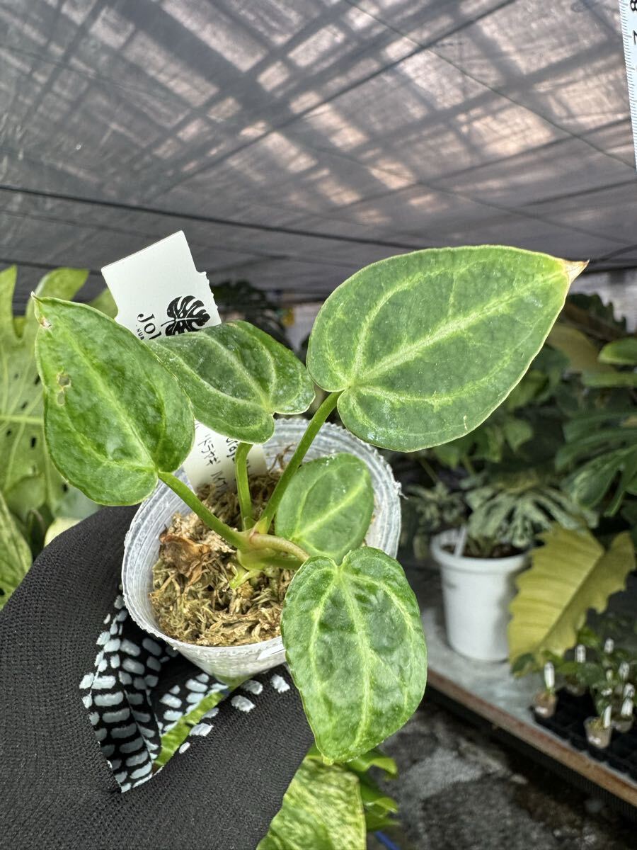 現品】アンスリューム・ ビタルフォリアム 7号 G3番 アンスリウム