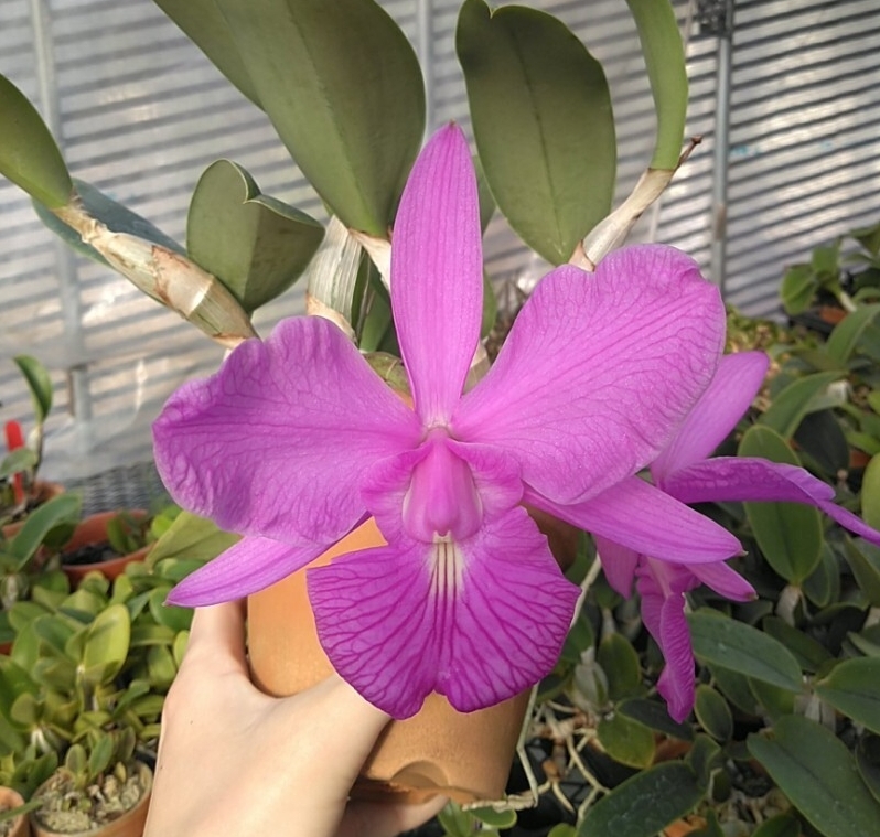 洋蘭原種　カトレア　ワルケリアナ C.ワルケリアナ) BS 花なし株 カトレア原種 : 山田蘭園 - 通販 - Yahoo