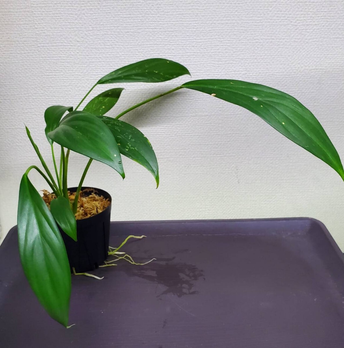 熱帯植物 PP便ネームド正規タグ付 ホマロメナsp./