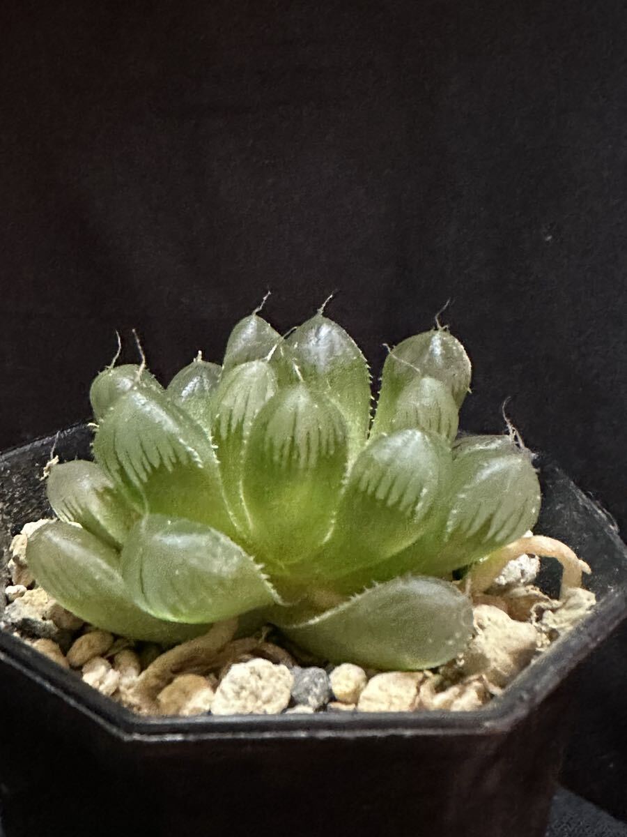 106h 多肉植物 ハオルチア オーロラ錦白糊斑 自家繁殖 鉢植え発送 106h