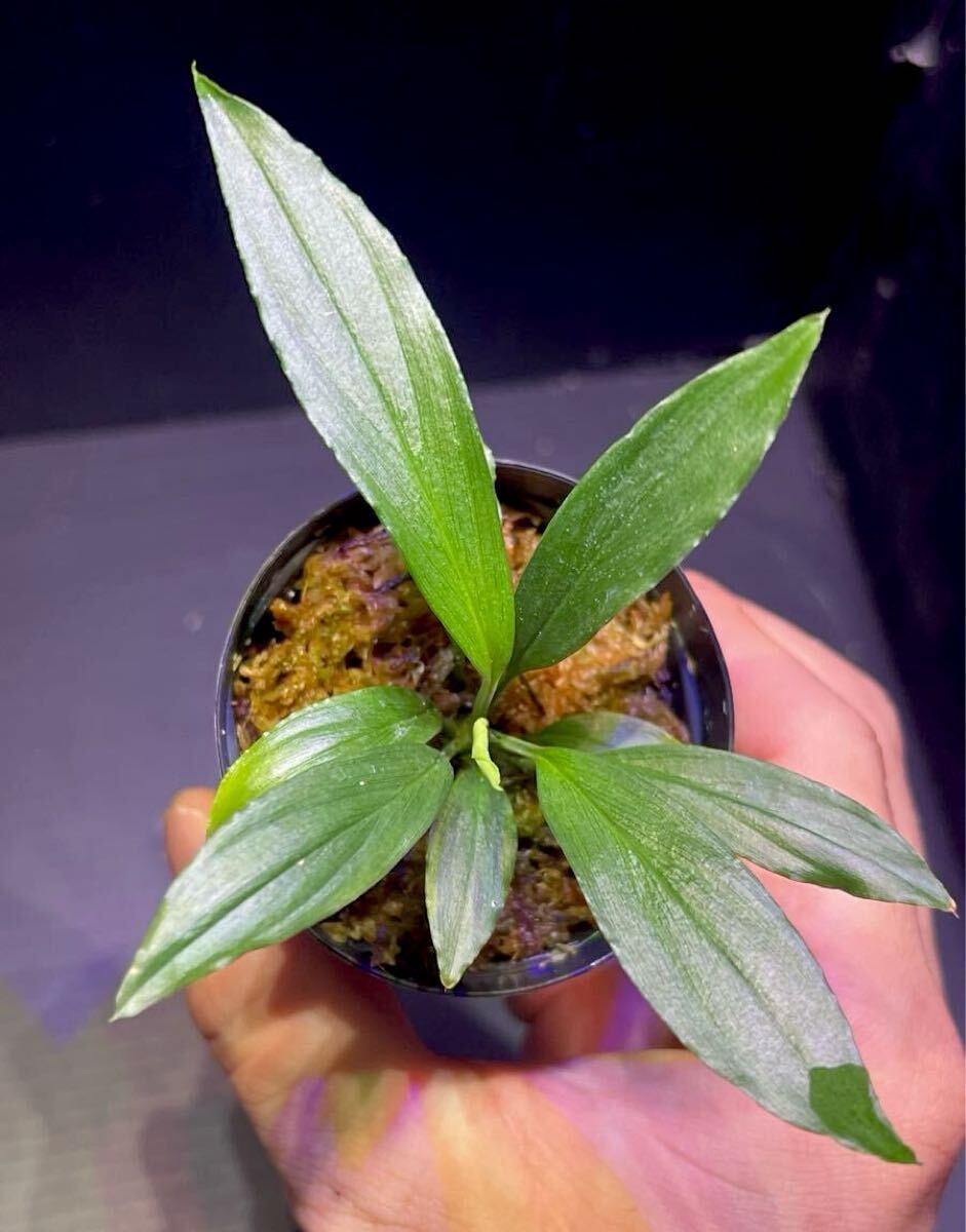 LA正規タグ付き Homalomena 鯖×月(LA-hyb. 22-04) 【公式通販】