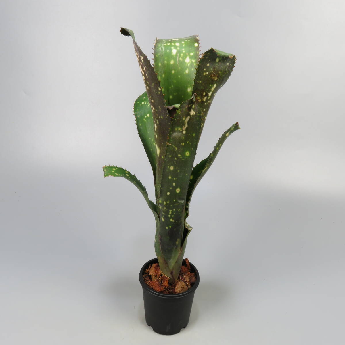 Billbergia Kolan Shark Bite