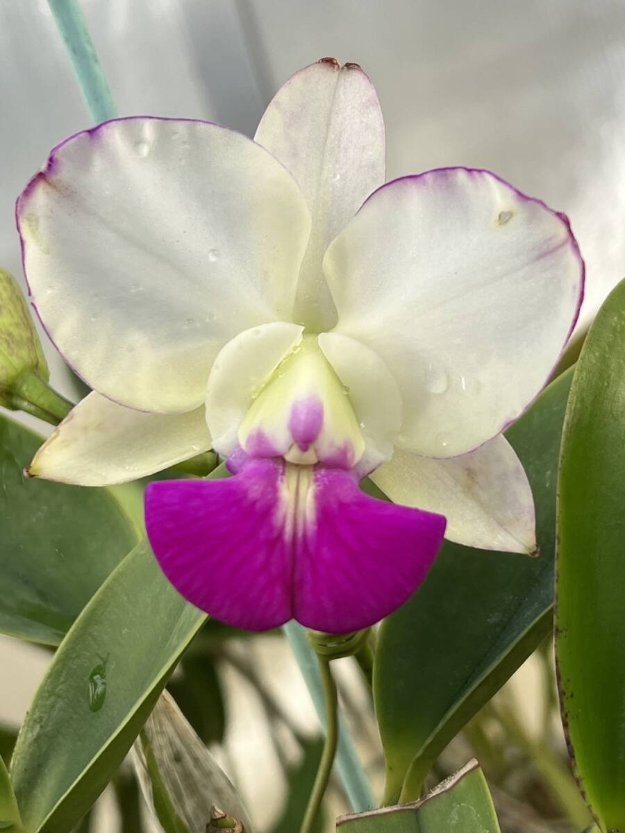 公式通販 胡蝶蘭 白 6株 カトレア 洋蘭原種 x 洋蘭 - pumila 原種