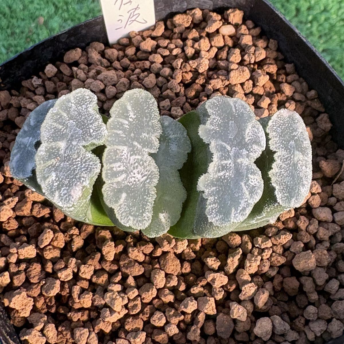 玉扇鬼岩城 135 多肉植物 ハオルチア 鬼岩城玉扇錦 自家繁殖 抜き