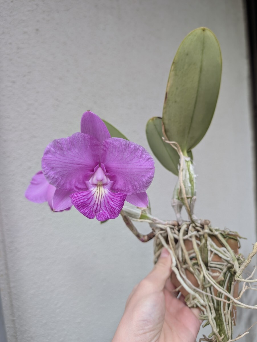 intermedia 原種 洋蘭 C カトレア alba aquinii ブラジル選別個体！OG