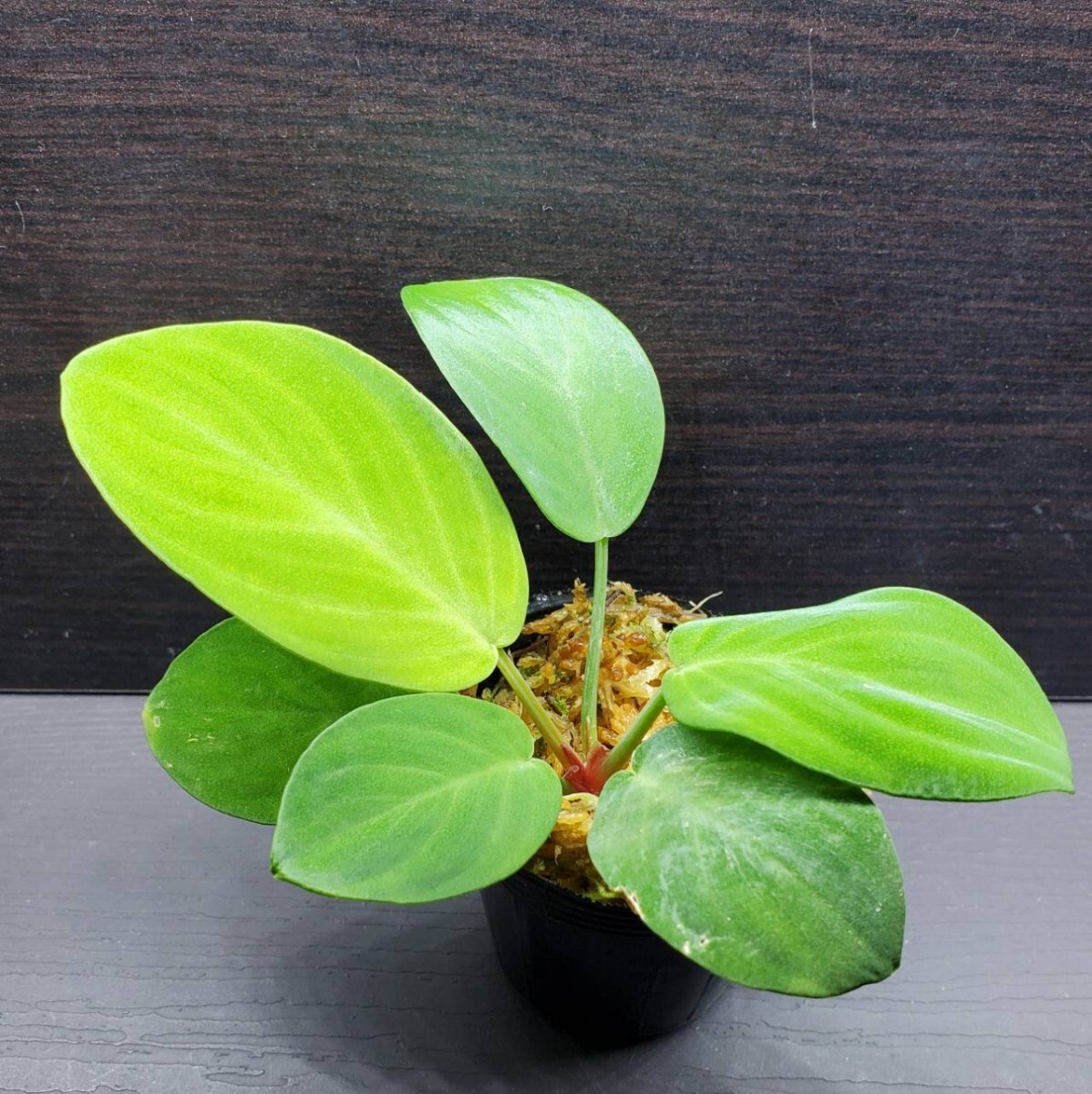 Homalomena sp. \