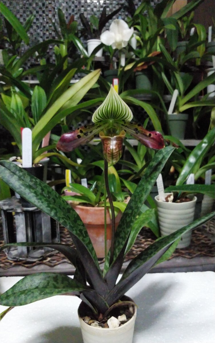 Paph. ◇◎【洋蘭原種】◎◇ Paph. philippinense (sib/select) 開花