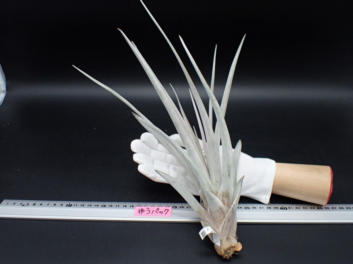 超希少❗️縞模様❗️サイズ特大❗️チランジア　ヒルダエ✨ Resultados de búsqueda de 