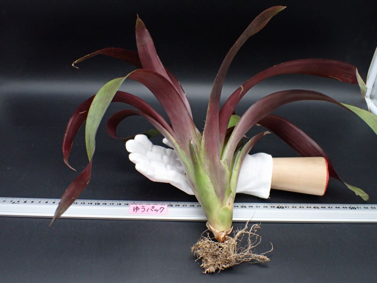 超希少❗️縞模様❗️サイズ特大❗️チランジア　ヒルダエ✨ Resultados de búsqueda de 